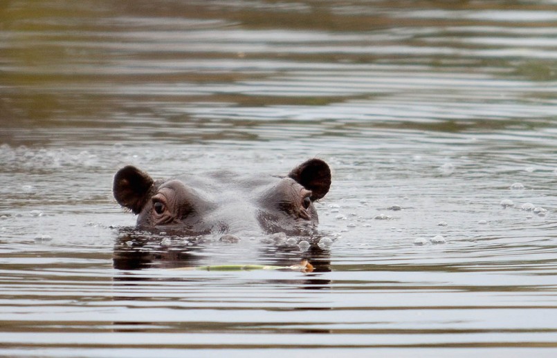 Hippo, Kwhai, Moremi Game Reserve, Botswana
