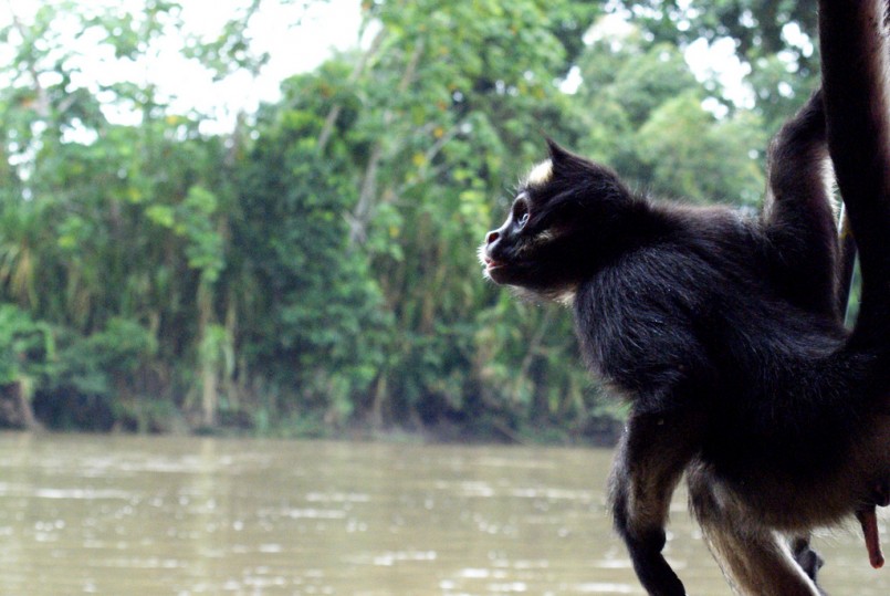 White-fronted spider monkey (Ateles belzebuth), Amazon, Ecuador