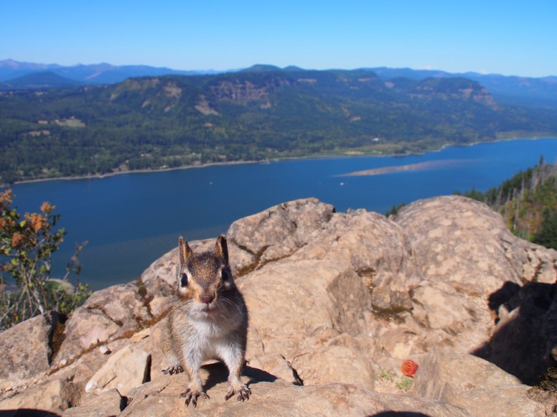 A welcoming creature in the Columbia River Gorge