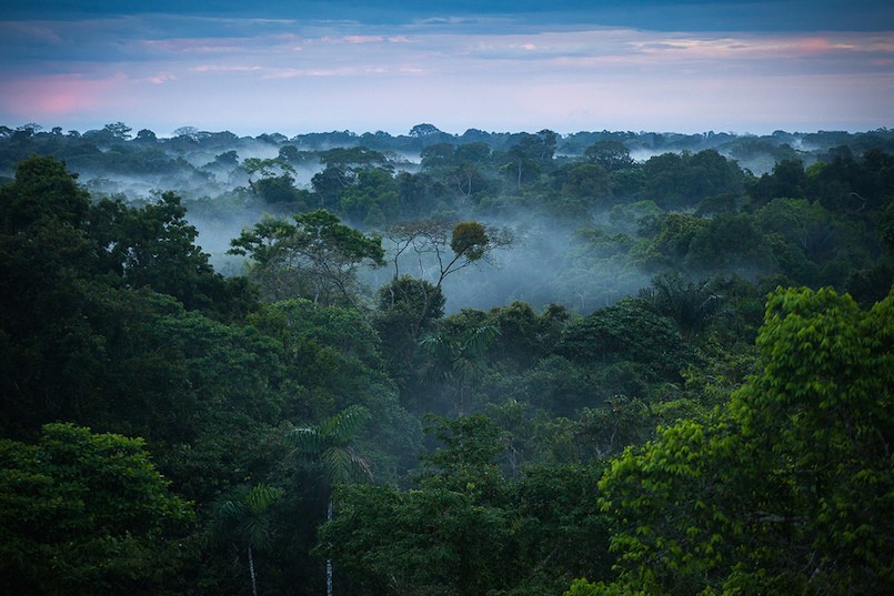 rainforest canopy with fog
