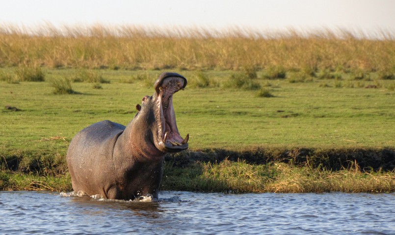 hippo in Chobe National Park opening his mouth