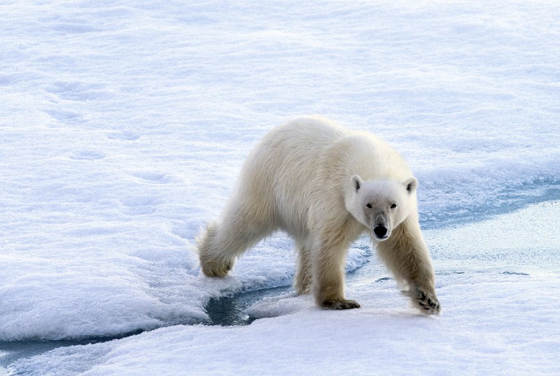 Polar Bears on Thin Ice