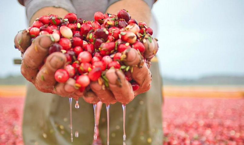 person holding cranberries in hands in bog