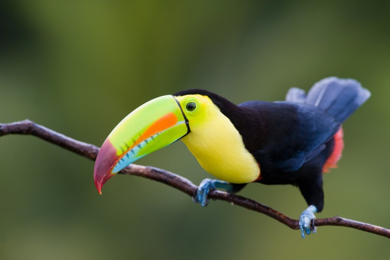 Keel Billed Toucan, from Central America