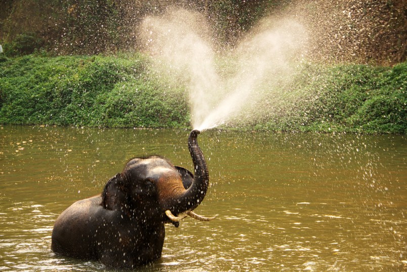 Thai elephant daily bath in Lumpang province, Thailand