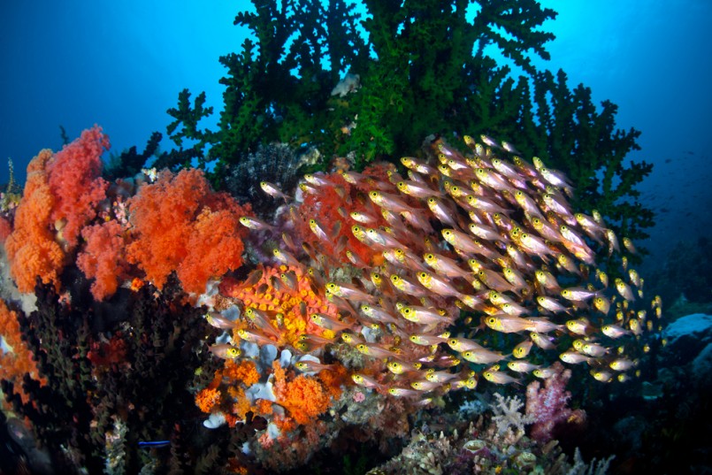 A school of Golden sweepers (Parapriacanthus ransonneti) swims among colorful soft corals and a large green cup coral colony near North Sulawesi, Indonesia