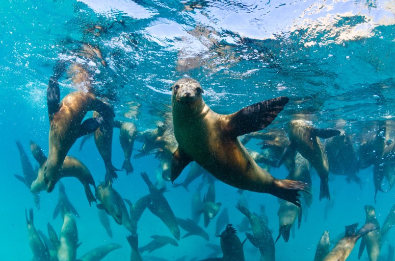The Californian sea lions of Mexico's Baja California