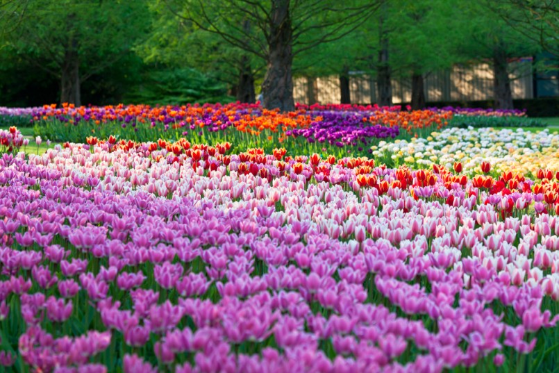 Bright flowerbed in Keukenhof - famous Holland spring flower park