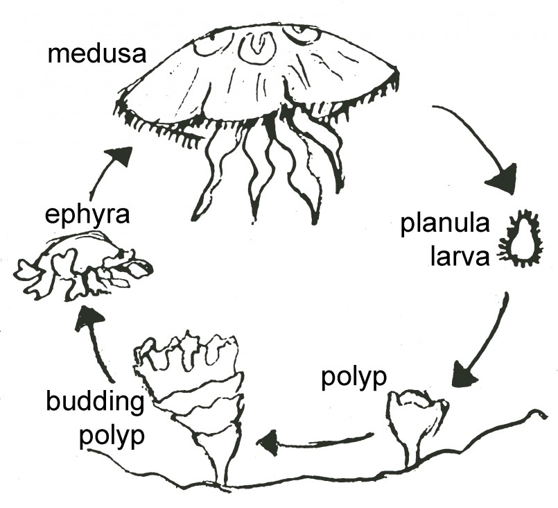 Jellyfish Reproduction