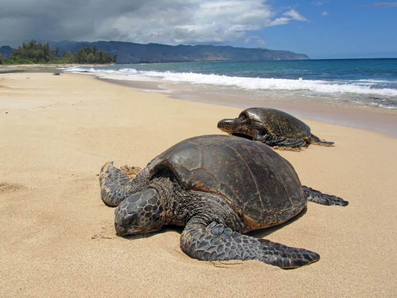 Two turtles in the sand in a beach in Hawaii