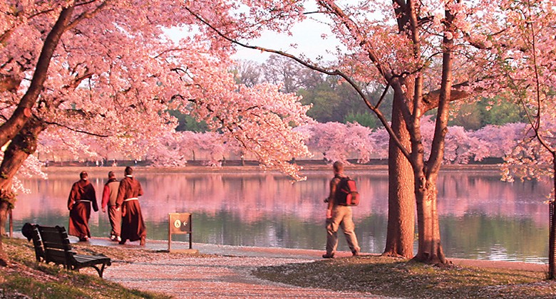 washington cherry blossom