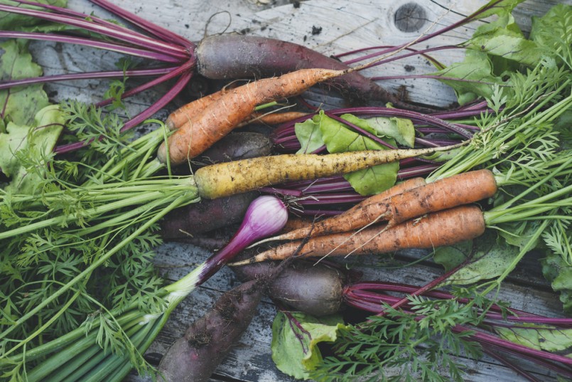 Freshly harvested organic carrots, beets and onions