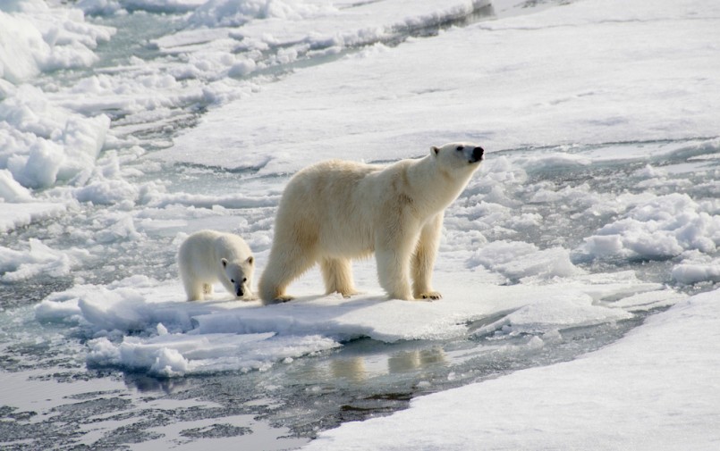 Polar Bear and Cub hunting seals