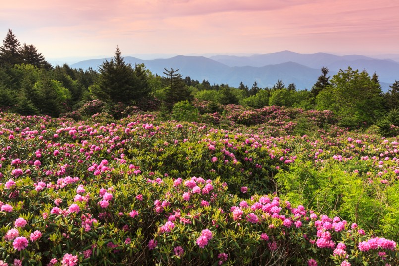 Wild pink catawba rhododendron at Roan Mountain State Park in spring bloom near the border of North Carolina and Tennessee at sunrise