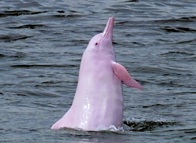 pink dolphin 
