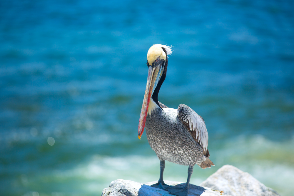 pelican . bird living on the ocean. America