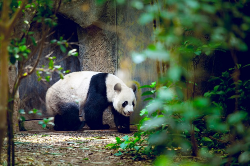 Giant panda in Singapore zoo