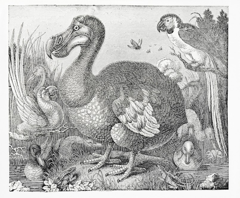 Engraving of dodo surrounded by parrots and ducks, from knight's pictorial museum of animated nature, published 1844