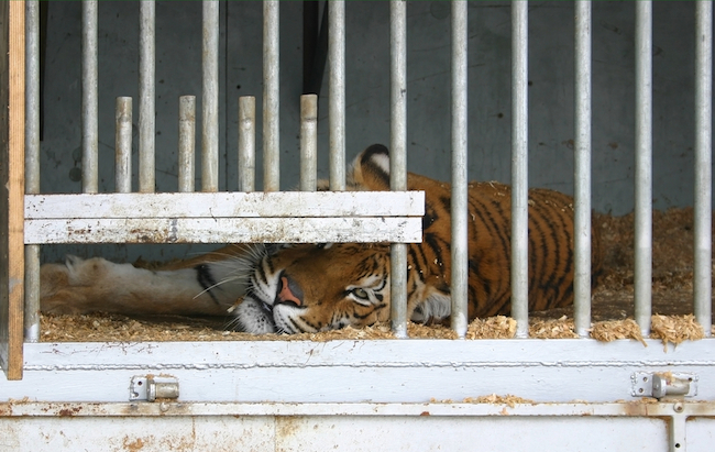 Locked up tiger in a circus caravan