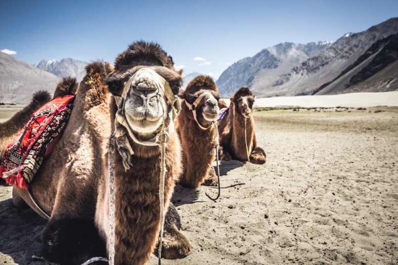 Three camels in a row in Nubra Valley, India