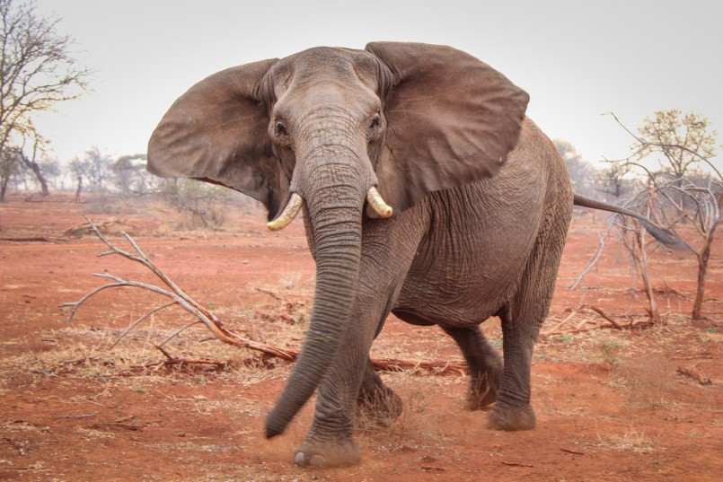 Single elephant charging on red sand, South Africa
