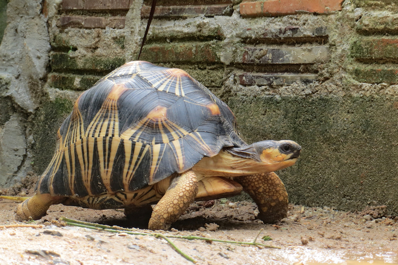 Portrait of radiated tortoise,The radiated tortoise ,slow life