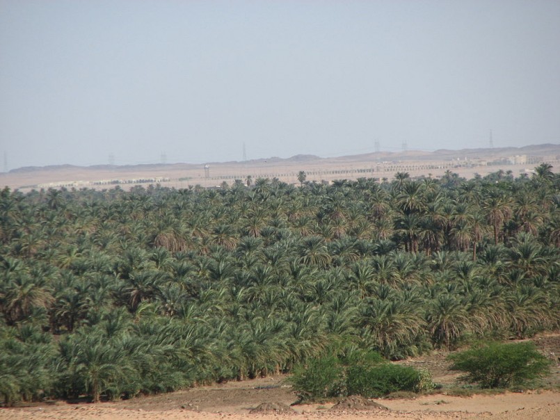 Sudan trees desert 