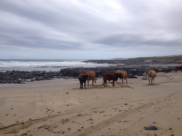cattle on beach in africa