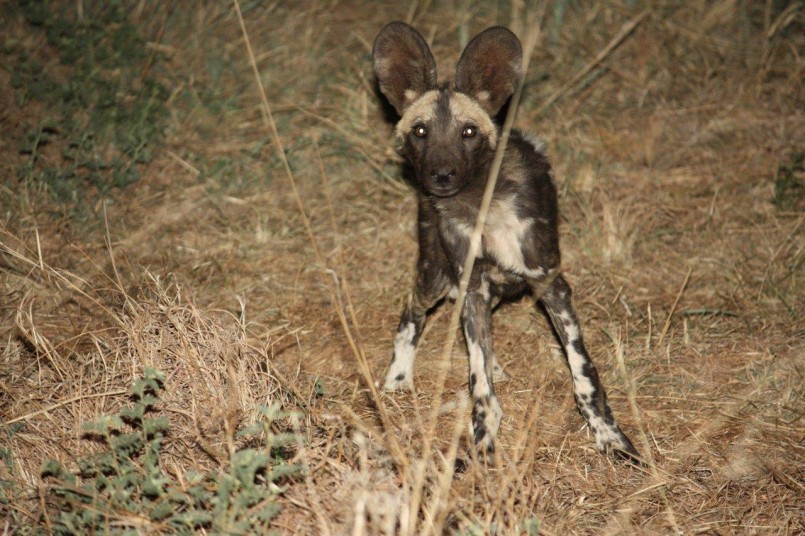 hyena wild dog at night african safari moseltha bush camp