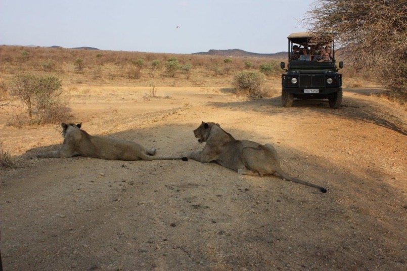 lions laying on desert african safari moseltha bush camp