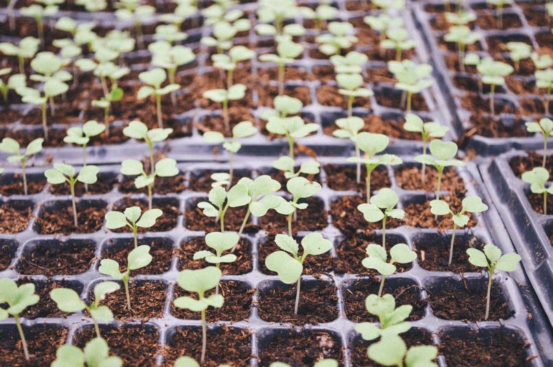seed savers seedlings in plastic nursery pots